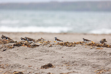 Ruddy turnstone birds walking along the seashore