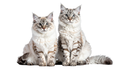 American Wirehair cat duo sitting with expressive eyes isolated on transparent background.