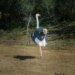 Emu Ostrich at Werribee Zoo in Melbourne  Victoria Australia is a beautiful zoo with lots of space for wild animals to roam around 
