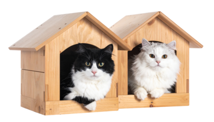 Cat duo resting inside wooden pet houses isolated on transparent background.