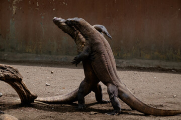 galapagos land iguana