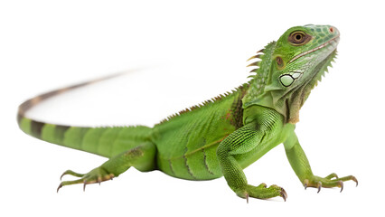 Obraz premium green iguana on white background