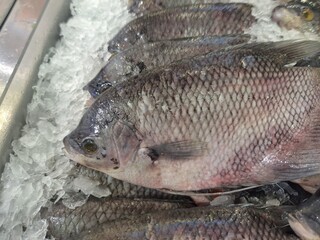 Fresh gourami fish for sale and displayed with ice cubes