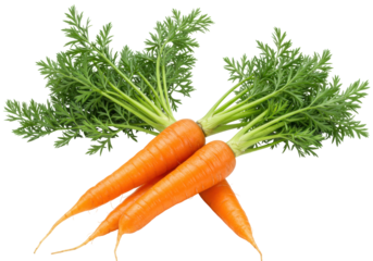 Isolated carrots vegetable bunch with greens, fresh produce, orange root vegetable, close up