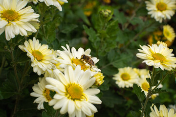 A bee collects nectar from white autumn flowers in October. Shallow depth of field, selective focus.