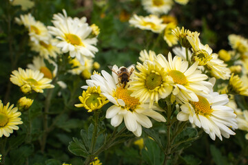 A bee collects nectar from white autumn flowers in October. Shallow depth of field, selective focus.