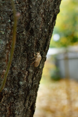 Cicada scales. Cicada molt. Cicada scales on tree bark.
