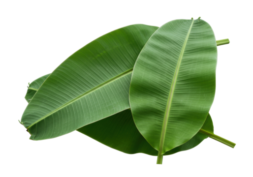 Isolated banana leaves overlapping, green leaf pattern texture, tropical plant elements
