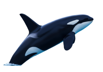 Isolated orca killer whale leaping, marine animal with black and white coloration swimming