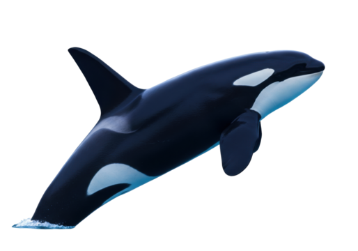 Isolated orca killer whale leaping, marine animal with black and white coloration swimming