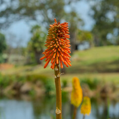 Red Hot Poker Plant at Werribee Zoo in Melbourne  Victoria Australia is a beautiful zoo with lots of space for wild animals to roam around 