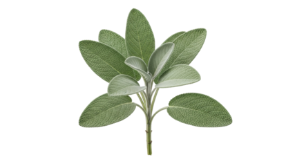 Isolated sage plant, fresh aromatic cooking herb for culinary recipes and herbal medicine