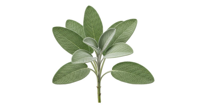 Isolated sage plant, fresh aromatic cooking herb for culinary recipes and herbal medicine