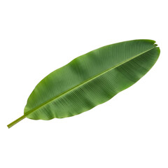 Fototapeta premium Green Banana Leaf with Veins isolated on a transparent background plant tropical