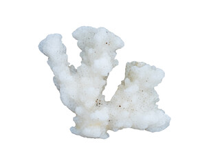 single coral reef on white background isolated