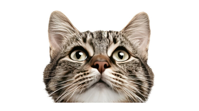 Close up portrait of curious tabby cat face with big eyes looking up isolated on white background