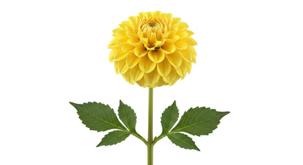 Isolated yellow dahlia bloom with stem and symmetrical leaves, closeup of single floral beauty