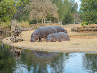 Hippo hippopotamus at Werribee Zoo in Melbourne  Victoria Australia is a beautiful zoo with lots of space for wild animals to roam around 