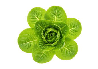 Isolated Butter lettuce rosette, crisp head leaves of romaine lettuce on neutral background