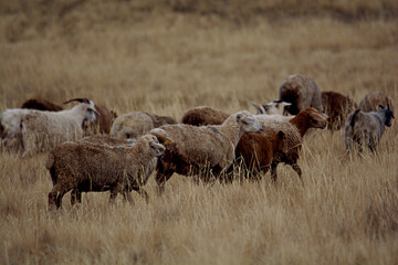 Herd of Native Goats Grazing in the Vast Grasslands of the Eurasian Steppe in Central Asia