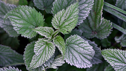 green nettle leaves, cold season, first frosts. Close-up of nettle leaves covered with frost, showcasing intricate texture and icy crystals, conveying the beauty and cold of a winter morning