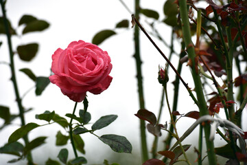 pink rose flower background. Red roses on a bush in the garden, close-up. bouquet of flowers. beauty of nature, delicate flowers, bouquet of roses as a gift. symbol of love. rose garden