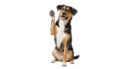 A cute dog sitting and raising one paw high as if waving or asking for attention, isolated on a white background.