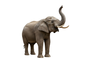 Elephant Raising Its Trunk Like a Hand