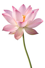 Obraz premium pink lotus flower isolated