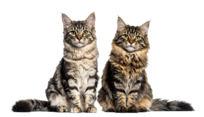 Two variations of Australian Mist cat sitting in bright studio isolated on transparent background.