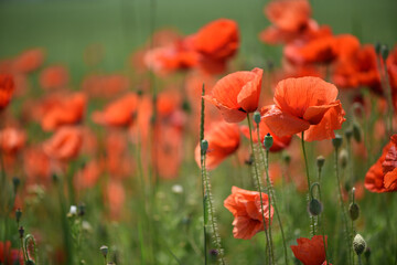 poppies. delicate petals of red poppies in the sun. background with poppy flowers. Beautiful red poppy wild flower and buds in the field. beauty in nature. close-up. spring season, summer time