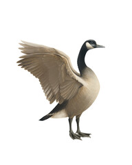 Canada Goose Bird, Pastel Isolated Bird , Ornithology Art, Elegant Water Bird Art for Nature Decor and Wildlife Design
