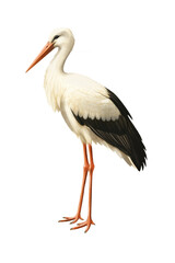 White Stork Birds, Pastel Isolated Stork, Ornithology Art, Elegant Water Bird Art for Nature Decor and Wildlife Design