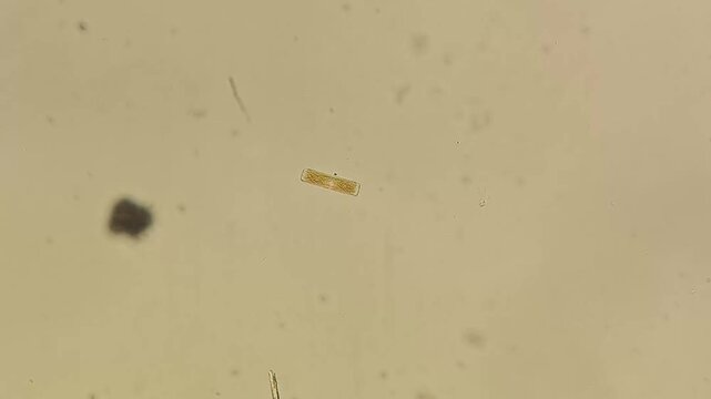 Diatom sp. under brightfield microscope at 200x&ndash;500x magnification &ndash; microscopic video of a siliceous microalga