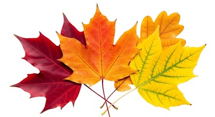 Vibrant maple leaves autumn colors red orange yellow festive seasonal beauty