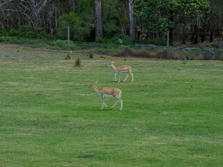 group of blackbuck, which are a type of antelope at Werribee Zoo in Melbourne  Victoria Australia is a beautiful zoo with lots of space for wild animals to roam around 