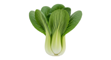 Isolated organic bok choy or pak choi vegetable head for stir fry food preparation, plant growth