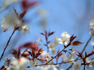 4月に咲いた美しいオオヤマザクラ（大山桜）
