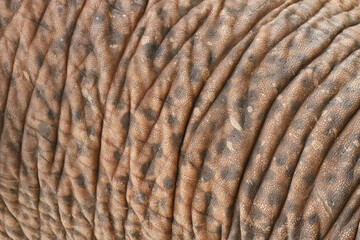 Close up detailed view of brown wrinkled elephant skin texture. natural abstract animal background showing rough hide with deep lines and patterns of an old large mammal