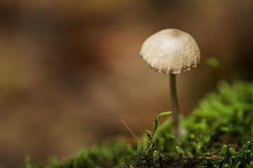 Close-up of forest mushrooms in autumn in Franconian Switzerland