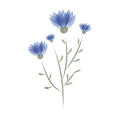 Watercolor illustration displays a collection of Cornflowers with slender stems and tiny leaves. The art piece promotes environmental conservation through the beauty of nature.