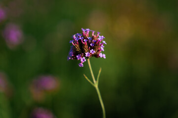 A single purple flower on a green background