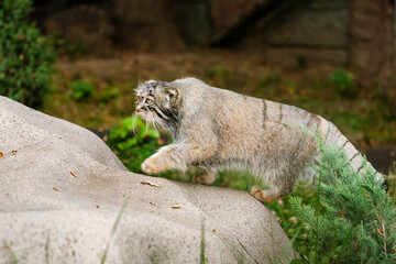 Manul or Pallas's Cat, otocolobus manul, Portrait of Adult