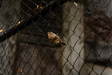 A sparrow sits on the fence rail
