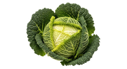 Isolated Savory Savoy Cabbage Head, Green Vegetable for Fresh Cooking, Raw, Vegetarian Diet