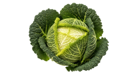 Isolated Savory Savoy Cabbage Head, Green Vegetable for Fresh Cooking, Raw, Vegetarian Diet