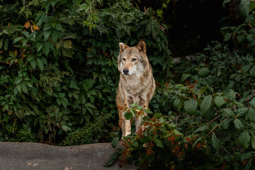 A wolf in the bushes in the forest in summer