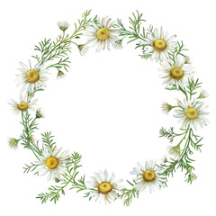 Fototapeta premium PNG Chamomile frame watercolor pattern flower wreath.