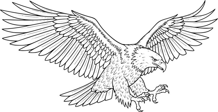 Eagle drawing. This black and white outline depicts a majestic eagle with its wings spread wide, capturing its powerful and predatory nature. Vector sketch line art draw.
