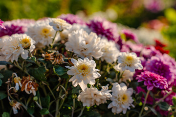 Chrysanthemum flower bush at sunset